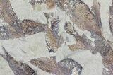 Fossil Fish (Gosiutichthys) Mortality Plate - Lake Gosiute #68419-1